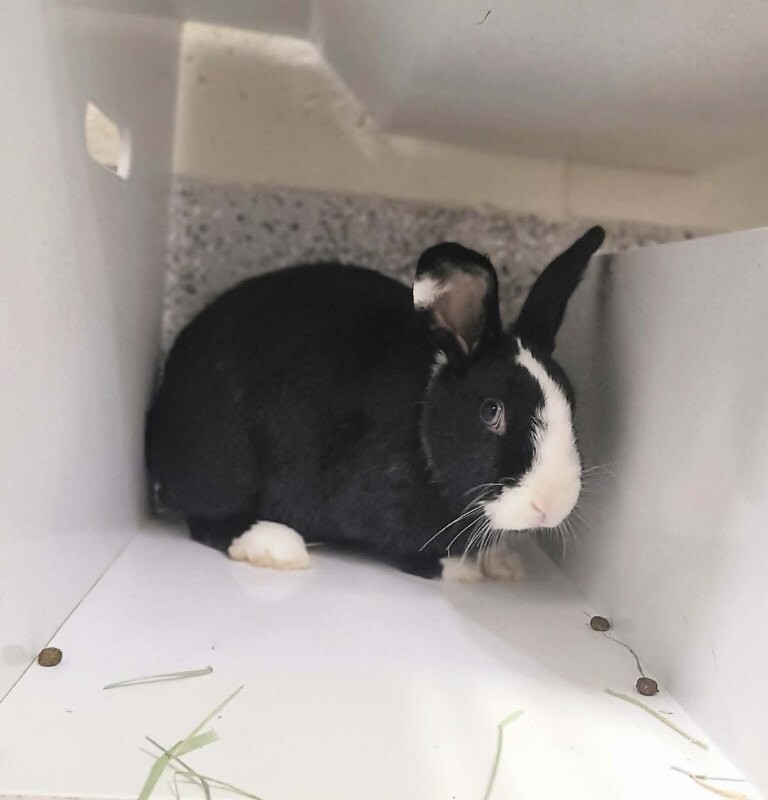 Picture of the Animal Listed